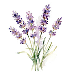 Obraz premium Watercolor Illustration of Lavender Bouquet with Purple Blooms