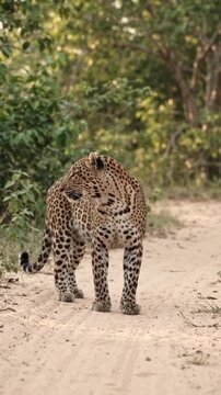Leopard walking in the forest 