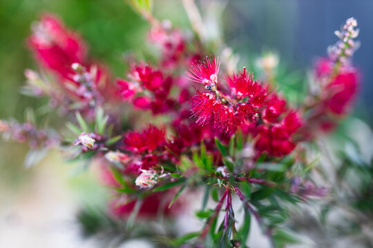 native Australian callistemon bottle brush plant with red flowers shot at shallow depth of field