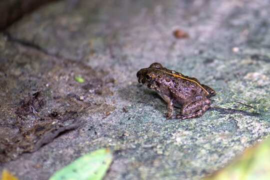 Brown frog on a weathered stone surface
