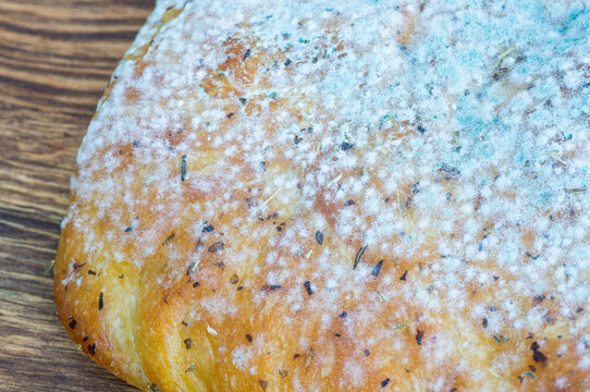 Close-up of mold spreading across the surface of seasoned bread