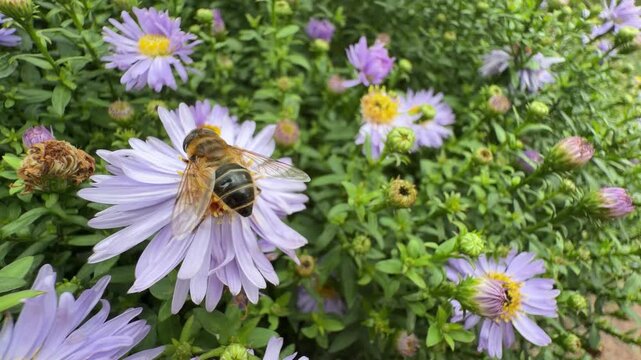 Honeybee vs hoverfly on Aster amellus, close-up of hoverfly mimicking bee among purple asters