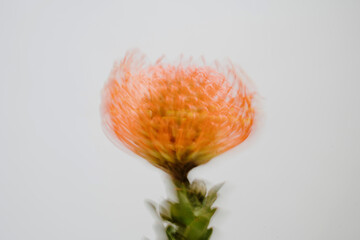 Fototapeta premium Dreamy Blurred Orange Leucospermum Stem Isolated On A Minimalist Background