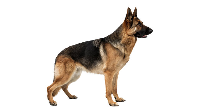 Beautiful adult german shepherd dog standing alert smart pet animal isolated on transparent background