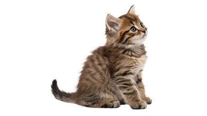 Fototapeta premium Cute small domestic tabby kitten sitting full body isolated on transparent background