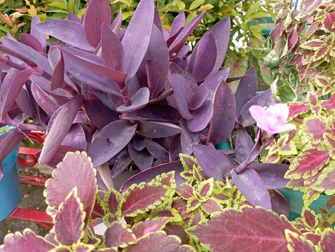 Close-up of purple heart plant with vibrant violet leaves and small pink flower, colorful tropical ground cover in garden