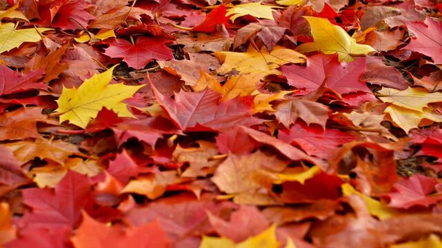 Slow motion pan tracking handheld of maple leaves rustling and drifting across ground on park path during autumn daytime closeup