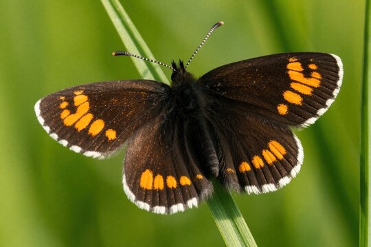 Macro shot of brown satyr butterfly Nigella ligea with orange spots on wings. Insect rests on green blade of grass in summer meadow. Small lepidoptera animal sits still in natural wild environment