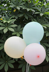 Fototapeta premium Celebration and party planning, pastel balloons for birthday event or baby shower decoration in garden with green foliage background