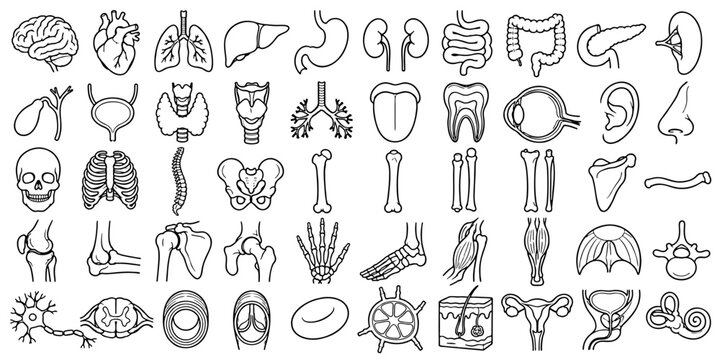 50 Human Anatomy Line Icons &ndash; Organs, Bones and Body Systems Vector Set