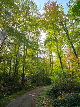 glowing autumn sunlight illuminates a winding forest trail bordered by colorful foliage and majestic mature trees at golden hour