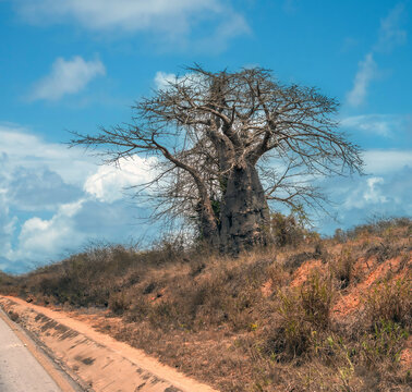Ancient local species of Baobab trees (Adansonia digitata, imbondeiro, embondeiro) lining the road to Mussulo, Angola