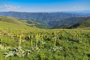Naklejka premium Vast Stara Planina mountain landscape with rolling green hills, a deep valley, and blooming yellow mullein flowers under a blue sky