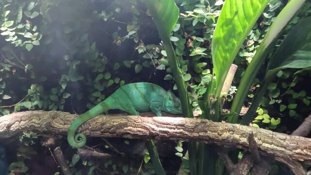 Green chameleon resting on a branch among foliage