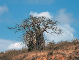 Imposing species of babobab trees (Adansonia digitata), the national tree of Angola where it is known as  embondeiro or imbondeiro. Luanda, Angola © Luis