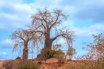 The angolan national symbol of life and resiliance, the local species of baobab (Adansonia digitata, embondeiro imbondeiro). Luanda, Angola © Luis