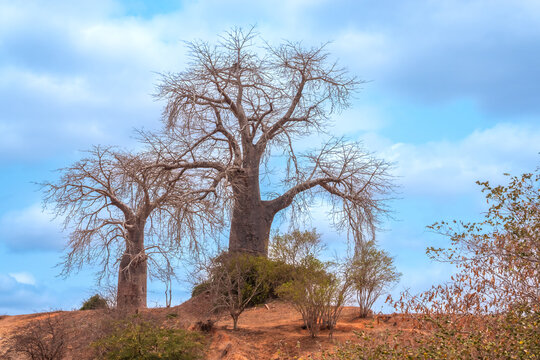 The angolan national symbol of life and resiliance, the local species of baobab (Adansonia digitata, embondeiro imbondeiro). Luanda, Angola