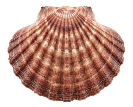 Detailed Scallop Seashell with Natural Brown Stripes