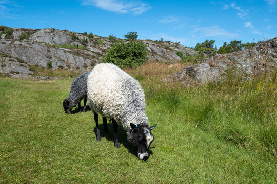 Curly fleece sheep grazing in a green meadow among granite rocks