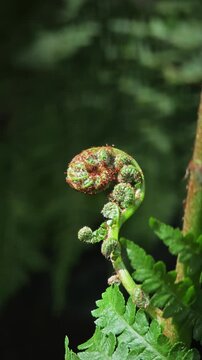 Fiddlehead fern in the garden.