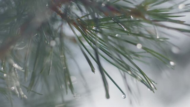Branch of the pine tree in the wet pine forest after the summer rain