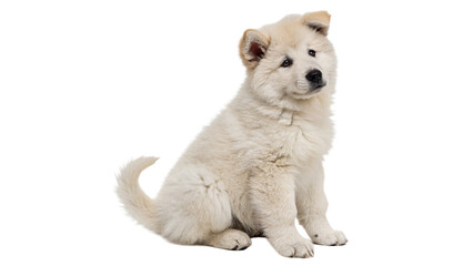 Cute soft fluffy white puppy dog pet domestic canine animal isolated on transparent background © Mr. Stone
