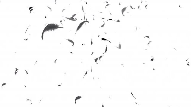 Black Feather Floating in the Air Animation on Transparent Background
