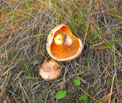 The beautiful and edible saffron milk cap mushroom, Lactarius deliciosus.
Grows in pine, spruce and mixed forests and July to September.
