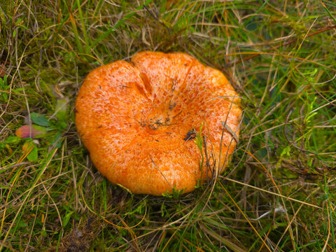 The beautiful and edible saffron milk cap mushroom, Lactarius deliciosus.
Grows in pine, spruce and mixed forests and July to September.
