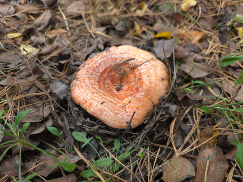 The beautiful and edible saffron milk cap mushroom, Lactarius deliciosus.
Grows in pine, spruce and mixed forests and July to September.
