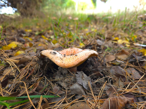 The beautiful and edible saffron milk cap mushroom, Lactarius deliciosus.
Grows in pine, spruce and mixed forests and July to September.
