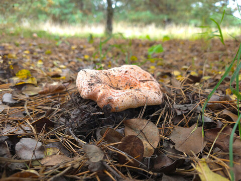 The beautiful and edible saffron milk cap mushroom, Lactarius deliciosus.
Grows in pine, spruce and mixed forests and July to September.
