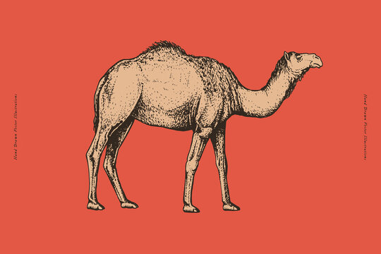 Single-humped camel standing in side view, detailed hand-drawn engraving illustration with vintage etching aesthetics for wildlife, travel, educational and decorative designs.