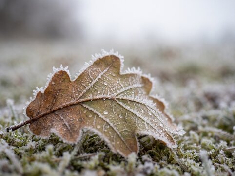 Natural botanical details with seeds, leaves and frost