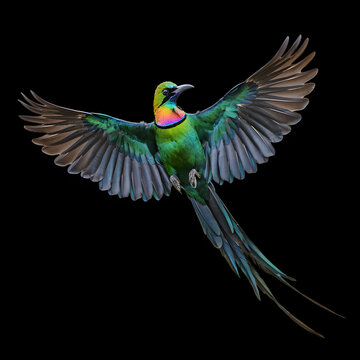 Emerald Jewel of the Sky: A stunning Emerald Toucanet bird with iridescent green plumage and a vibrant, rainbow-colored throat soars gracefully against a stark black background.