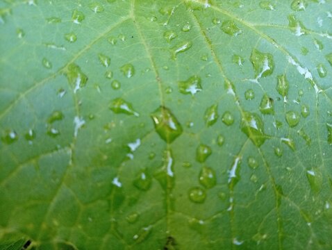 Water drop on the green leave 