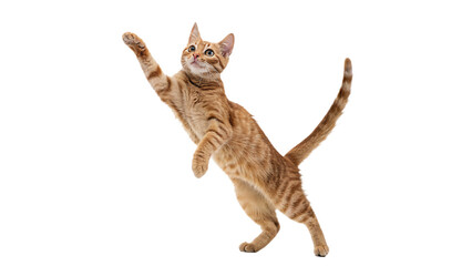 Playful domestic ginger cat leaping jumping active pet animal feline isolated on transparent background © Grace