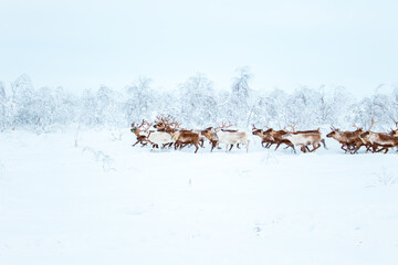 A herd of reindeer races through a snowy forest. Life in the Arctic. © lizavetta