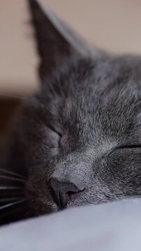Sleeping Gray Cat Rests Calmly Upon White Fabric Surface. Cute Domestic Feline Gradually Wakes Up, Revealing Bright Eyes While Lying Down Relaxed In Cozy Indoor Home Environment Throughout.