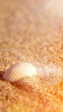 Close up macro view of a singular natural seashell resting on wet golden beach sand during sunset