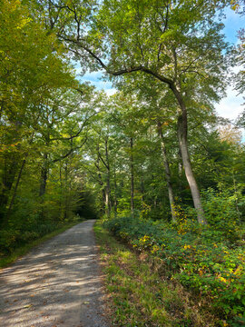 sunlit straight forest pathway leads through autumn woodland with radiant foliage, crisp fallen leaves, and inviting natural scenery
