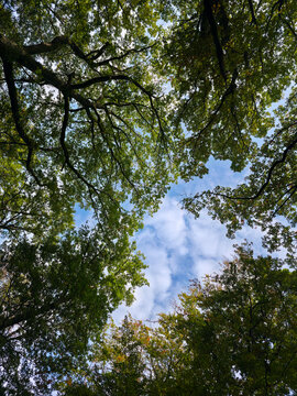 clear blue heavens and wispy white clouds shine through a natural woodland window surrounded by dense green foliage