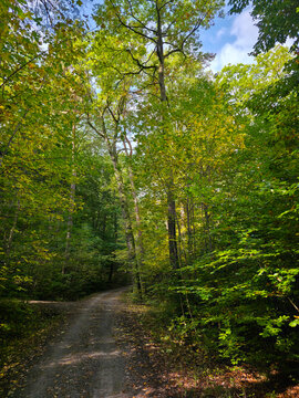 graceful curved woodland trail catches sparkling sunlight between tall trees creating a welcoming route for peaceful nature walks