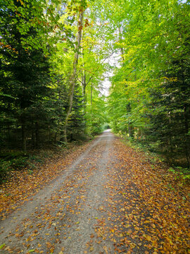 sunlight shining through tall trees onto a straight autumn hiking trail covered with colorful fallen leaves in peaceful forest