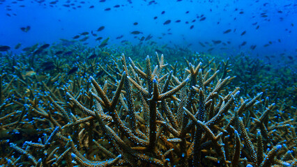 Close‑Up beautiful Coral Reef Underwater. From a scuba dive in Koh Tao in Thailand. © Johan
