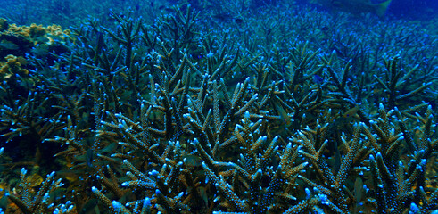 Close‑Up beautiful Coral Reef Underwater. From a scuba dive in Koh Tao in Thailand. © Johan