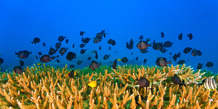 Close‑Up beautiful Coral Reef Underwater. From a scuba dive in Koh Tao in Thailand.