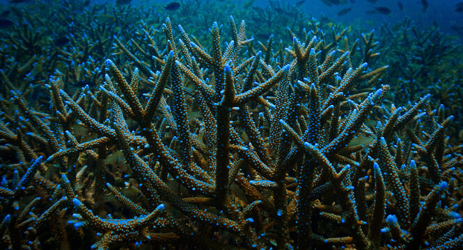 Close‑Up beautiful Coral Reef Underwater. From a scuba dive in Koh Tao in Thailand.