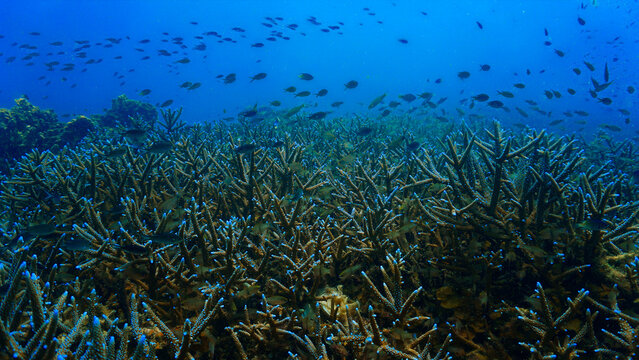 Close‑Up beautiful Coral Reef Underwater. From a scuba dive in Koh Tao in Thailand.