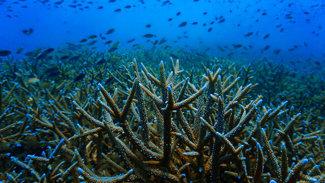Close‑Up beautiful Coral Reef Underwater. From a scuba dive in Koh Tao in Thailand.